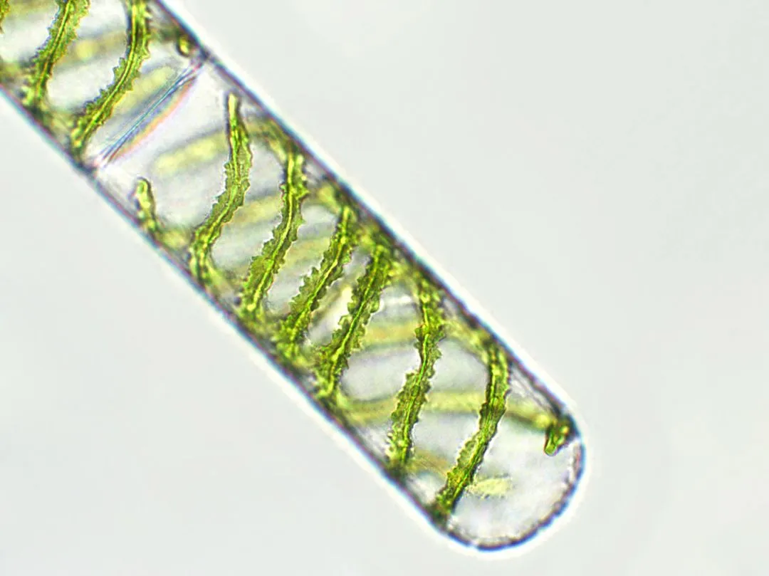 Rééquilibrer son microbiote : ce que dit la science