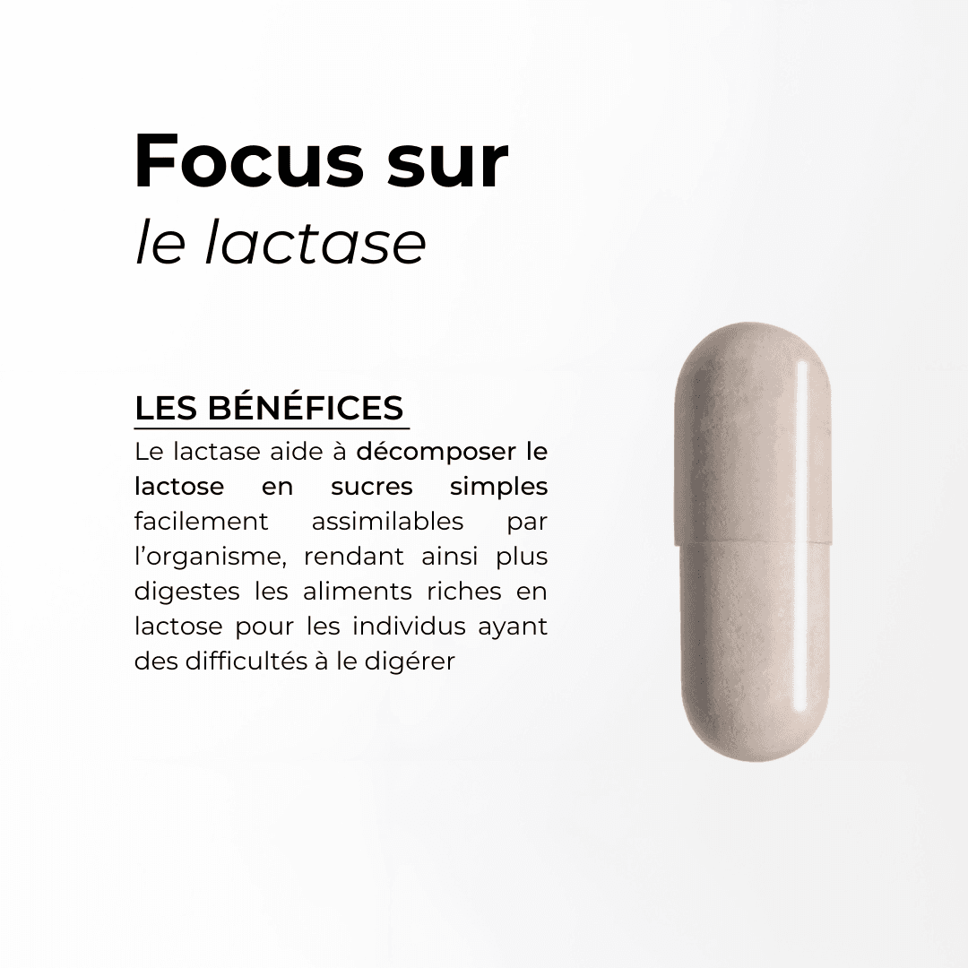 Enzymes Digestives #3