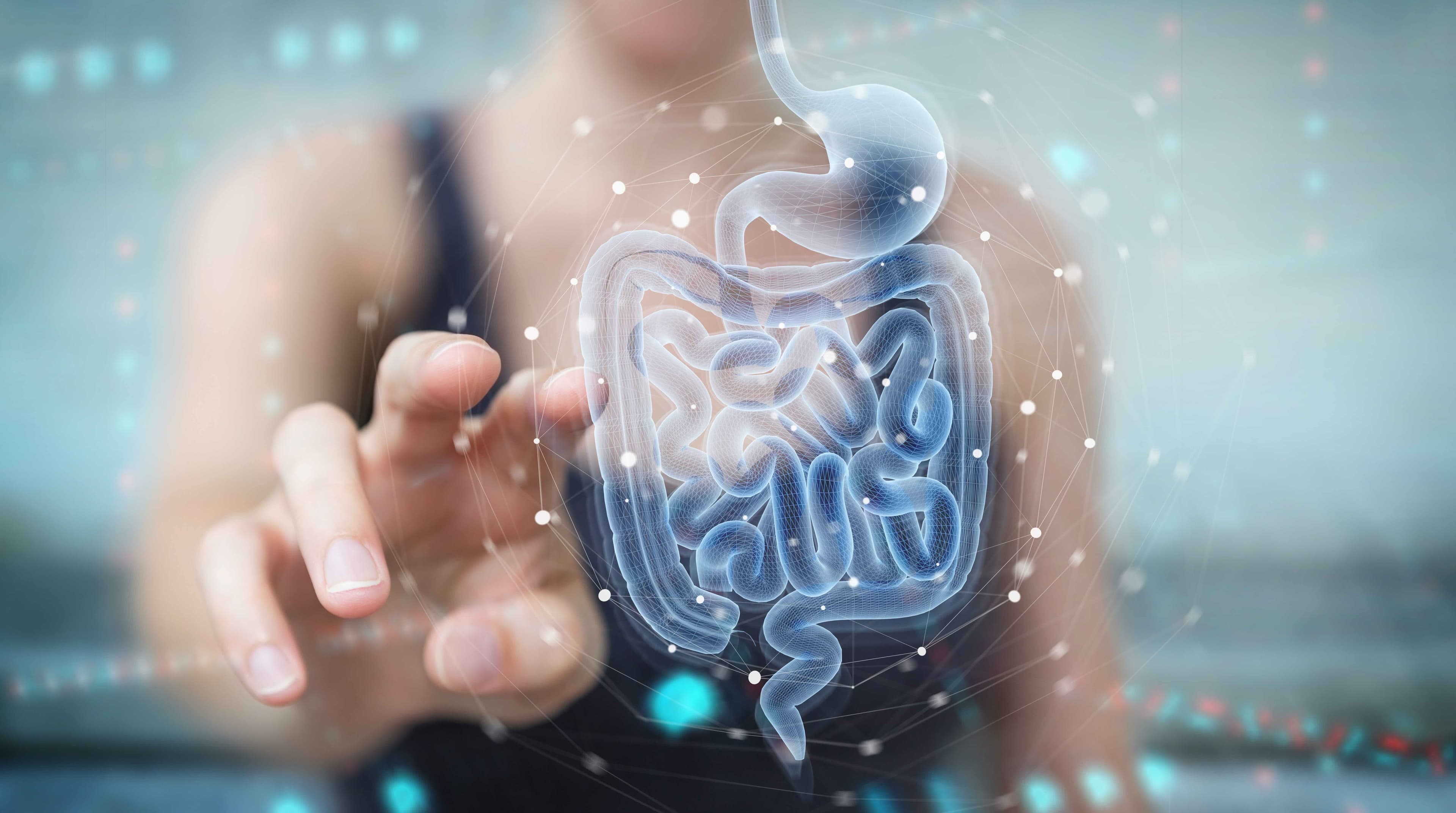 La barrière intestinale : ce qu’elle est et comment le microbiote la protège